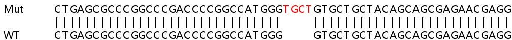 Sanger Sequencing - Human LAMTOR1 knockout HeLa cell line (AB265351), expandable thumbnail