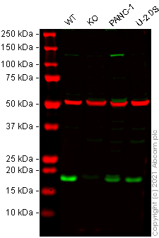 Western blot - Human LAMTOR1 knockout HeLa cell line (AB265351), expandable thumbnail