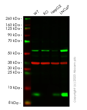 Western blot - Human LAMTOR2 knockout HeLa cell lysate (AB258020), expandable thumbnail