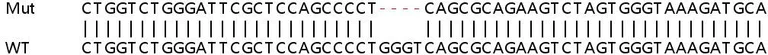 Sanger Sequencing - Human LAMTOR4 knockout HEK-293T cell line (AB266225)