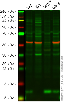 Western blot - Human LAMTOR4 knockout HEK-293T cell line (AB266225)