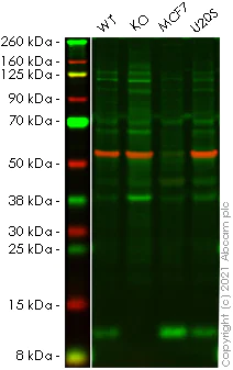Western blot - Human LAMTOR4 knockout HEK-293T cell lysate (AB258939)