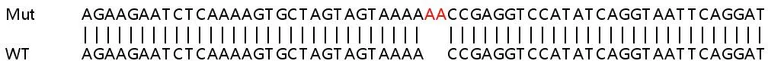 Sanger Sequencing - Human LAP3 knockout A549 cell lysate (AB258023)