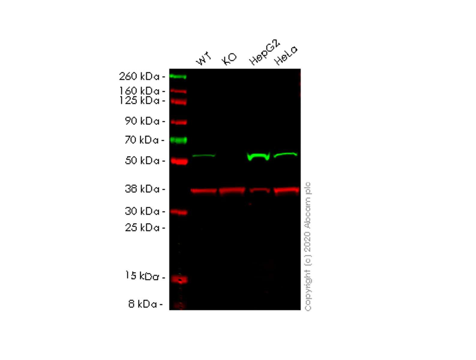 Western blot - Human LAP3 knockout A549 cell lysate (AB258023)