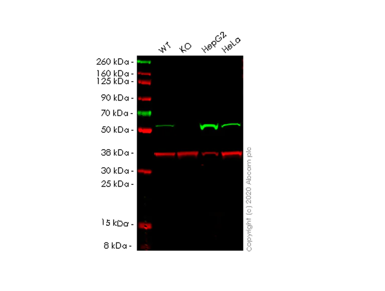 Western blot - Human LAP3 knockout A549 cell lysate (AB258023)