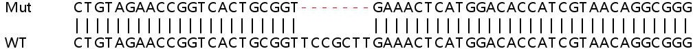 Sanger Sequencing - Human LAPTM4A knockout HEK-293T cell lysate (AB258940)