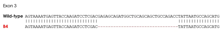 Sanger Sequencing - Human LATS1 (WARTS) knockout THP-1 cell line (AB277862)