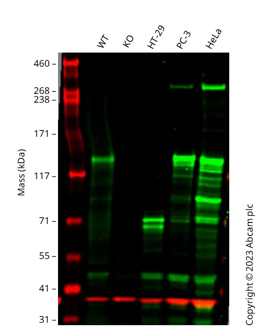 Western blot - Human LATS1 (WARTS) knockout THP-1 cell line (AB277862)