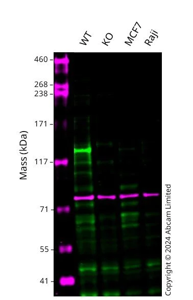 Western blot - Human LATS2 knockout A549 cell line (AB286746)