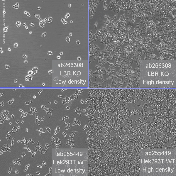 Cell Culture - Human LBR (Lamin B Receptor) knockout HEK-293T cell line (AB266308), expandable thumbnail