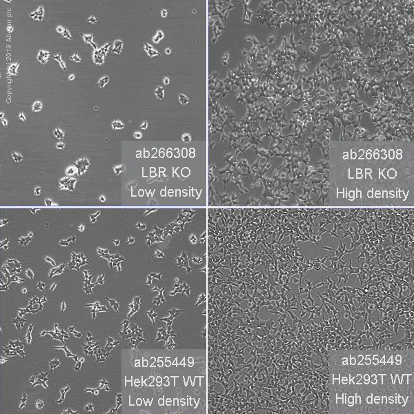 Cell Culture - Human LBR (Lamin B Receptor) knockout HEK-293T cell line (AB266308)