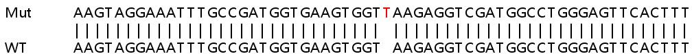 Sanger Sequencing - Human LBR (Lamin B Receptor) knockout HEK-293T cell line (AB266308), expandable thumbnail