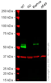 Western blot - Human LCK knockout Jurkat cell lysate (AB273809)