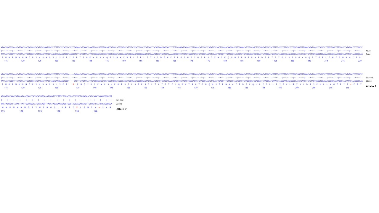 Next Generation Sequencing - Human LEF1 knockout Jurkat cell line (AB274898), expandable thumbnail
