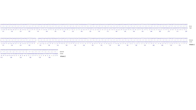 Next Generation Sequencing - Human LEF1 knockout Jurkat cell line (AB274898)