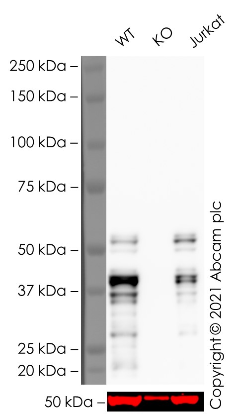 Western blot - Human LEF1 knockout Jurkat cell line (AB274898), expandable thumbnail