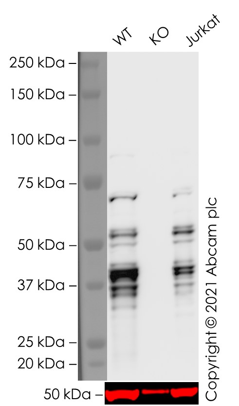 Western blot - Human LEF1 knockout Jurkat cell line (AB274898), expandable thumbnail