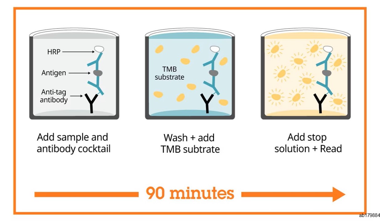 ELISA - Human Leptin ELISA Kit (AB179884), expandable thumbnail
