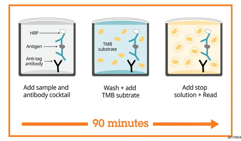 ELISA - Human Leptin ELISA Kit (AB179884)