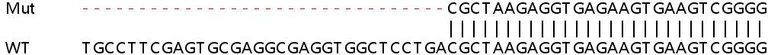 Sanger Sequencing - Human LGALS1 (Galectin 1) knockout HEK-293T cell lysate (AB256974)