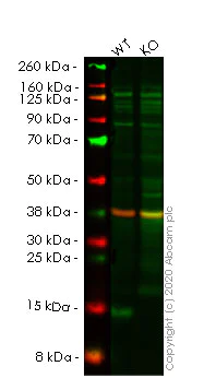 Western blot - Human LGALS1 (Galectin 1) knockout HEK-293T cell lysate (AB256974)