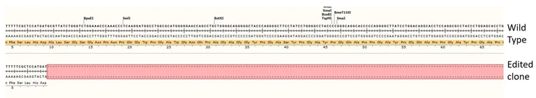 Next Generation Sequencing - Human LGALS3 knockout A549 cell line (AB288970)