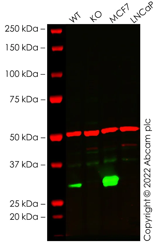 Western blot - Human LGALS3 knockout A549 cell line (AB288970)