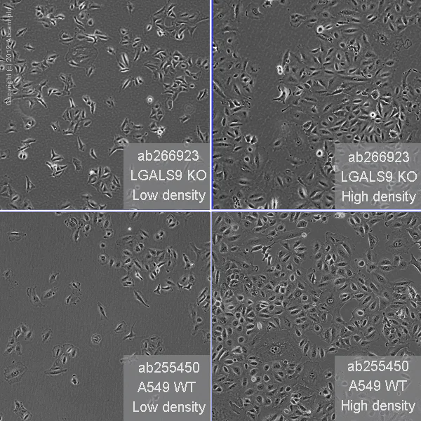 Cell Culture - Human Lgals9 (galectin 9/Gal-9) knockout A549 cell line (AB266923)