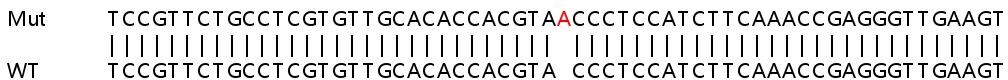 Sanger Sequencing - Human Lgals9 (galectin 9/Gal-9) knockout A549 cell lysate (AB256976), expandable thumbnail