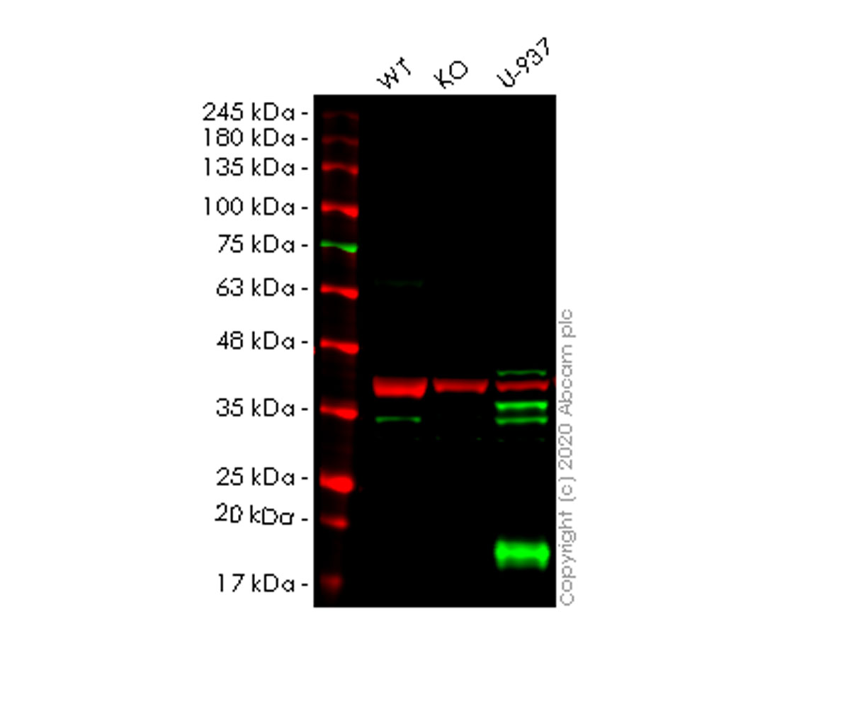 Western blot - Human Lgals9 (galectin 9/Gal-9) knockout A549 cell lysate (AB256976), expandable thumbnail
