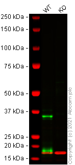 Western blot - Human Lgals9 (galectin 9/Gal-9) knockout THP-1 cell lysate (AB269667), expandable thumbnail