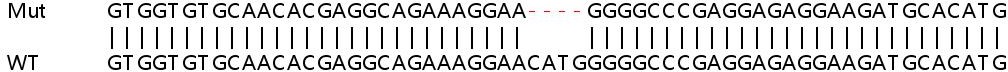 Human LGALS9C knockout A549 cell lysate