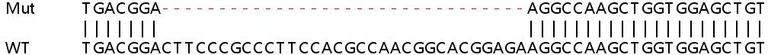 Sanger Sequencing - Human LIF knockout HeLa cell line (AB264737)