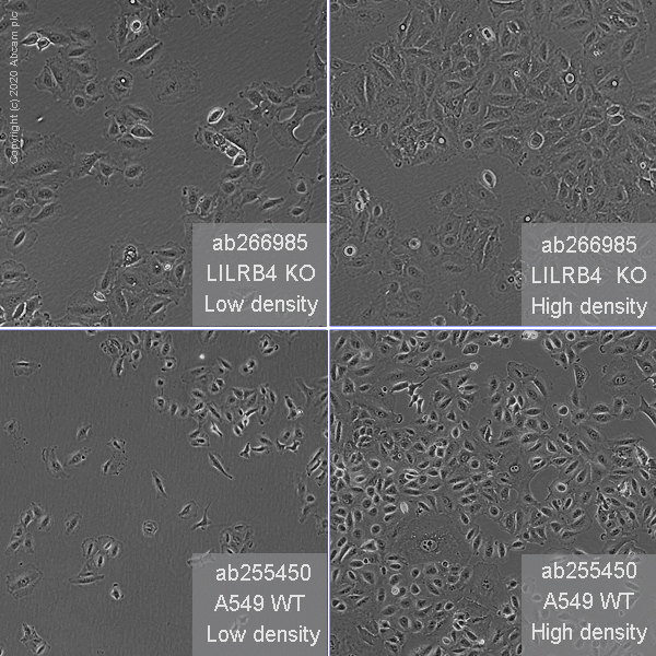 Cell Culture - Human LILRB4 (ILT-3) knockout A549 cell line (AB266985)
