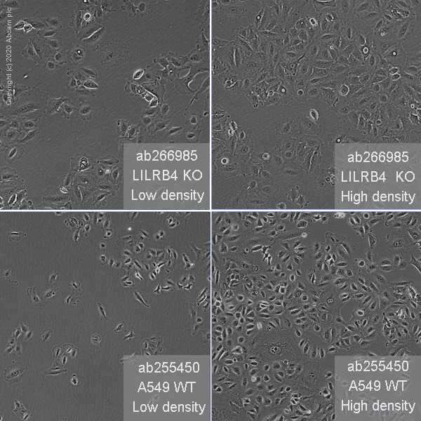 Cell Culture - Human LILRB4 (ILT-3) knockout A549 cell line (AB266985)