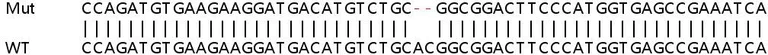 Sanger Sequencing - Human LIMCH1 knockout HeLa cell lysate (AB263245)