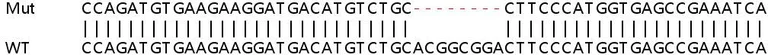 Sanger Sequencing - Human LIMCH1 knockout HeLa cell lysate (AB263245)