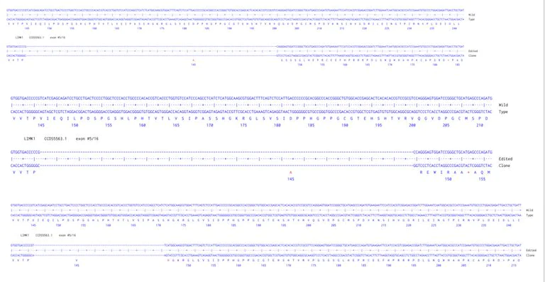 Next Generation Sequencing - Human LIMK1 knockout A549 cell line (AB301040)