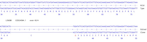 Human LIN28B knockout A549 cell line