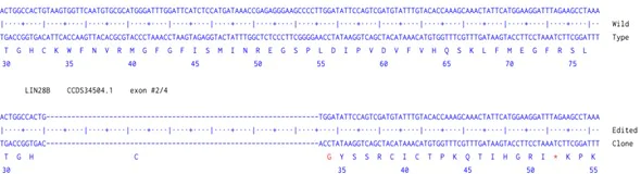 Next Generation Sequencing - Human LIN28B knockout A549 cell line (AB288867)