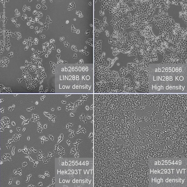 Cell Culture - Human LIN28B knockout HEK-293T cell line (AB265066)