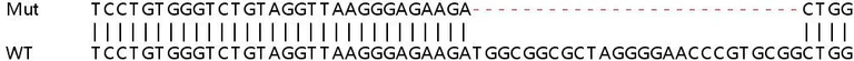 Sanger Sequencing - Human LIN7C knockout HeLa cell lysate (AB258942)