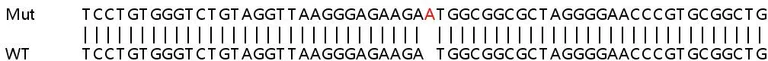 Sanger Sequencing - Human LIN7C knockout HeLa cell lysate (AB258942)