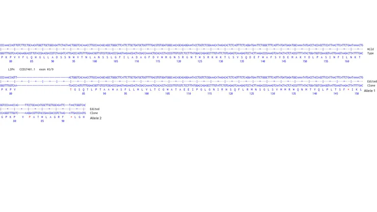 Next Generation Sequencing - Human LIPA knockout A549 cell line (AB326020)