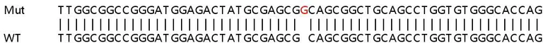 Sanger Sequencing - Human LIX1L knockout HeLa cell lysate (AB258943)
