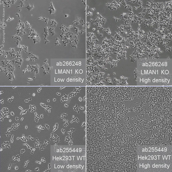 Cell Culture - Human LMAN1 knockout HEK-293T cell line (AB266248)