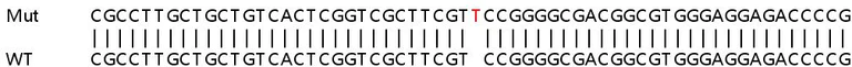 Sanger Sequencing - Human LMAN1 knockout HEK-293T cell line (AB266248)