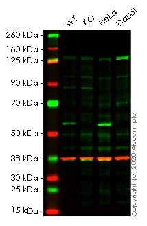 Western blot - Human LMAN1 knockout HEK-293T cell line (AB266248)
