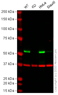 Western blot - Human LMAN1 knockout HEK-293T cell line (AB266248), expandable thumbnail