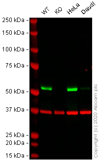 Western blot - Human LMAN1 knockout HEK-293T cell line (AB266248)